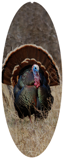 DNSA18-315 Gone Hunting (Turkey)